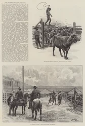 Die Schlachthöfe von Chicago